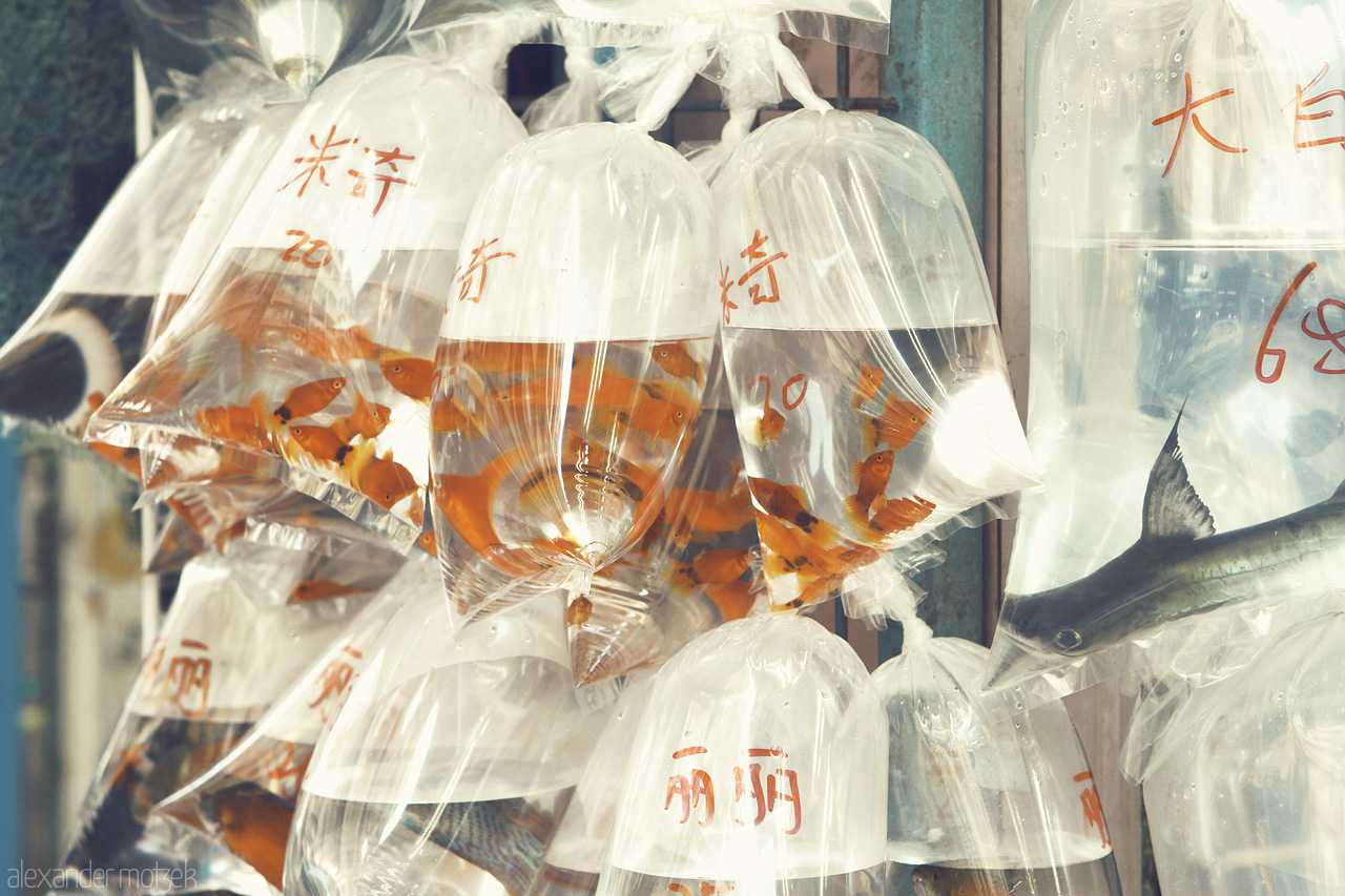 Gold Foto von Fish Market in Mongkok mit Goldfischen